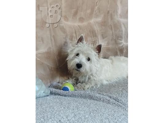 Αρσενικό Westie terrier